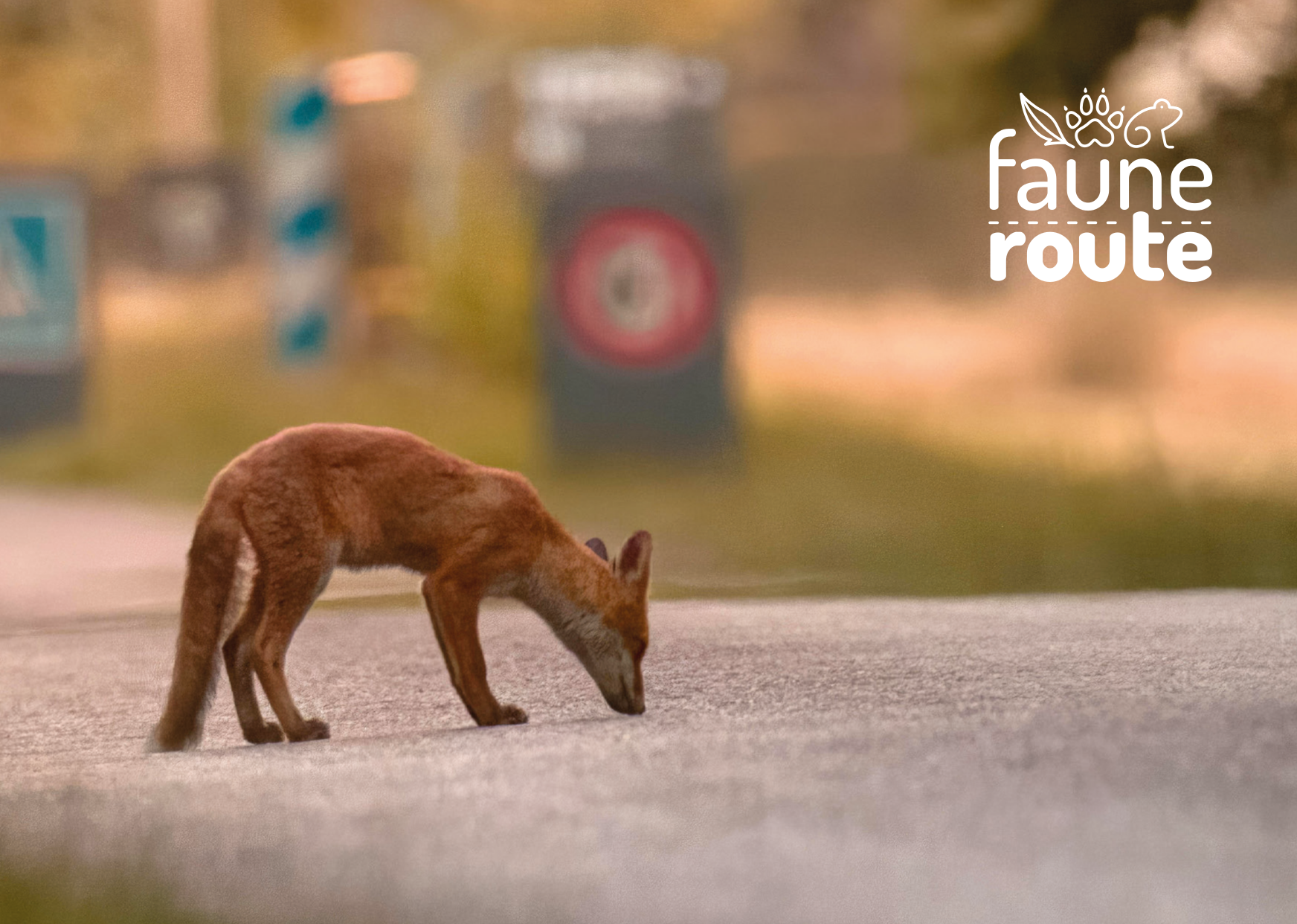 Faune Route
