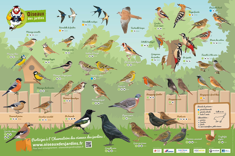 Poster oiseaux des jardins