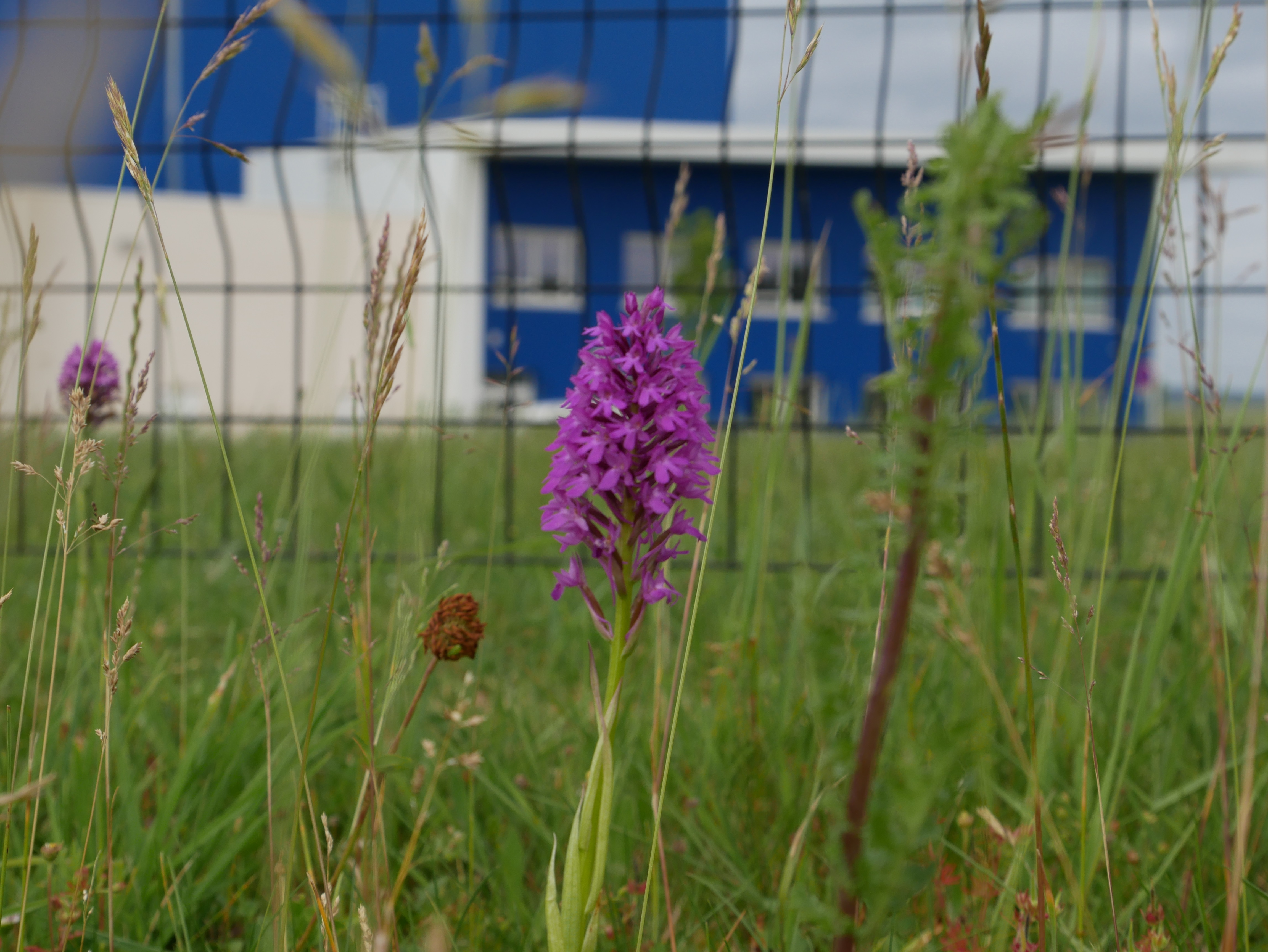 Orchis pyramidal
